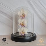  The iTTO-LED - S 