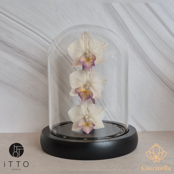  The iTTO-LED - S 