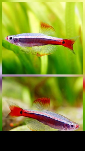 Bece Fish Cá kim tơ vây dài – the fish lover