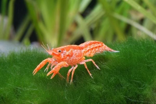 Tôm mini mexican – the fish lover
