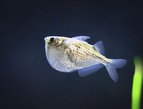 Cá rìu bạc – the fish lover
