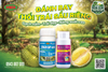  CYAZO CAP 40SC & PYRA CAP 25SC GIẢI PHÁP ĐÁNH BAY THỐI TRÁI 