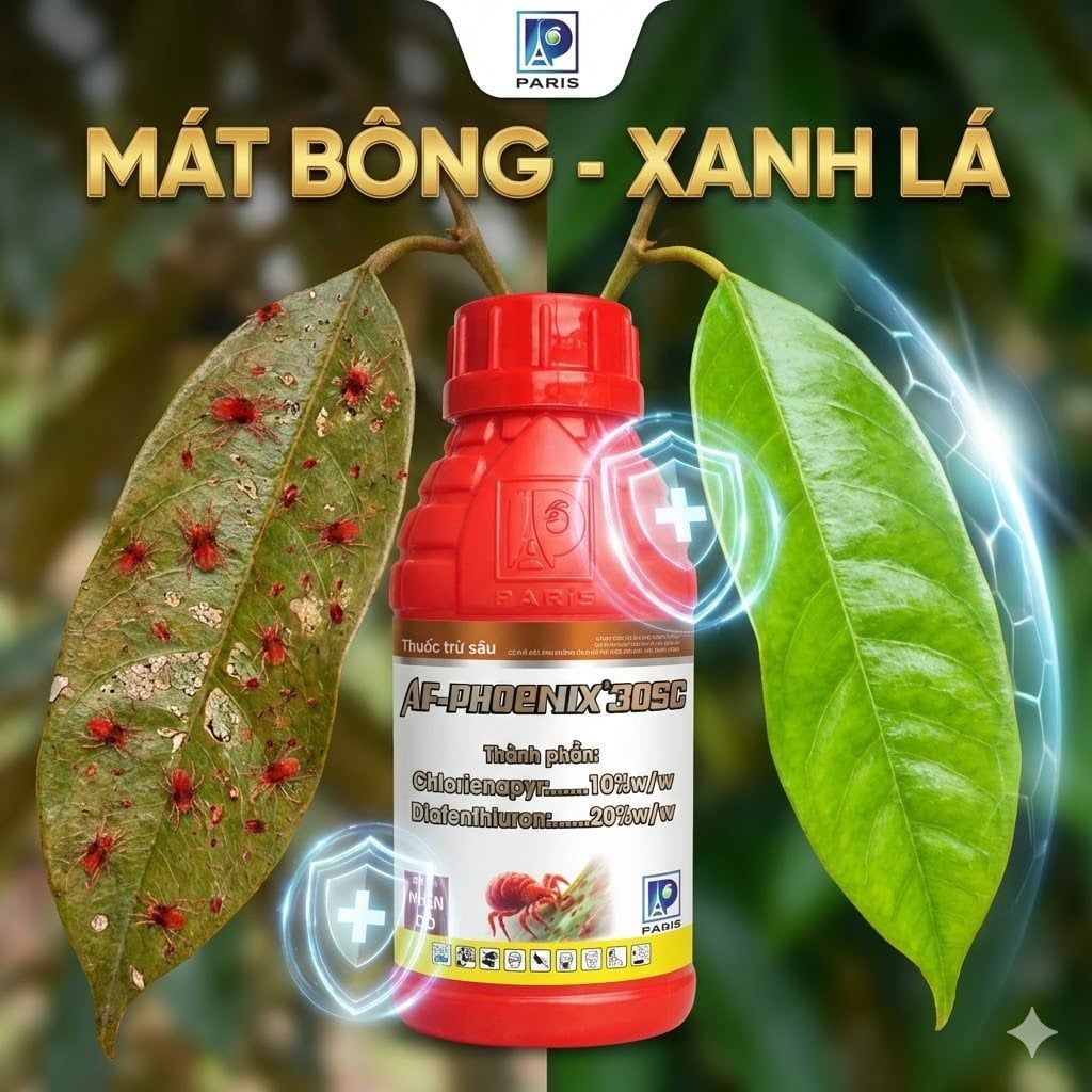  AF-PHOENIX 30SC -240ml | Thuốc Trừ Nhện Đỏ Dạng Sữa Mát Bông Sầu Riêng 