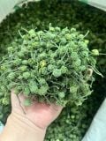  300 gram nụ bao tử tam thất Sa Pa đặc sản BKNHVN-9042 