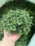  300 gram nụ bao tử tam thất Sa Pa đặc sản BKNHVN-9042 