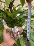  NANH HEO RỪNG ĐẦU TRÂU BKJECN-9504 