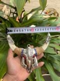  NANH HEO RỪNG ĐẦU TRÂU BKJECN-9504 
