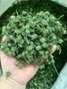  300 gram nụ bao tử tam thất Sa Pa đặc sản BKNHVN-9042 