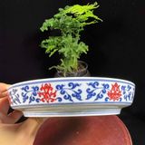  Đĩa Cảnh Gốm Sứ Vẽ Hoa Dây Đa Sắc BKCECN-10034 