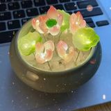  Chậu Hoa Sen Đá LED Trang Trí  BKCECN-9759 