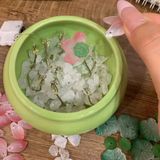  Chậu Hoa Sen Đá LED Trang Trí  BKCECN-9759 