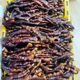  Nấm Linh Chi Sừng Hươu Hàn QuốcBKHEKR-9378 