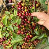  Nho Rừng Tươi Sạch BKNHVN-9022 