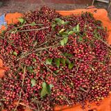  Nho Rừng Tươi Sạch BKNHVN-9022 