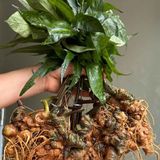  Sâm Tươi Già Xanh Rêu Củ Đại 5 Củ 1 Kg BKNHVN-9023 