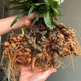  Sâm Tươi Già Xanh Rêu Củ Đại 5 Củ 1 Kg BKNHVN-9023 