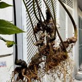  Sâm Rừng Vùi Cổ Dài BKNHVN-9024 