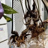  Sâm Rừng Vùi Cổ Dài BKNHVN-9024 