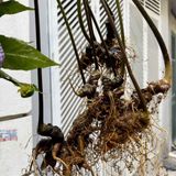  Sâm Rừng Vùi Cổ Dài BKNHVN-9024 