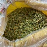  Nụ hoa đu đu đực BKNHVN-9027 