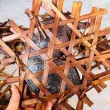  Dạ Dày Nhím Rừng BKNHVN-9031 