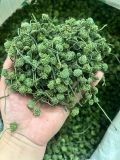  300 gram nụ bao tử tam thất Sa Pa đặc sản BKNHVN-9042 