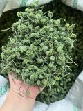  300 gram nụ bao tử tam thất Sa Pa đặc sản BKNHVN-9042 