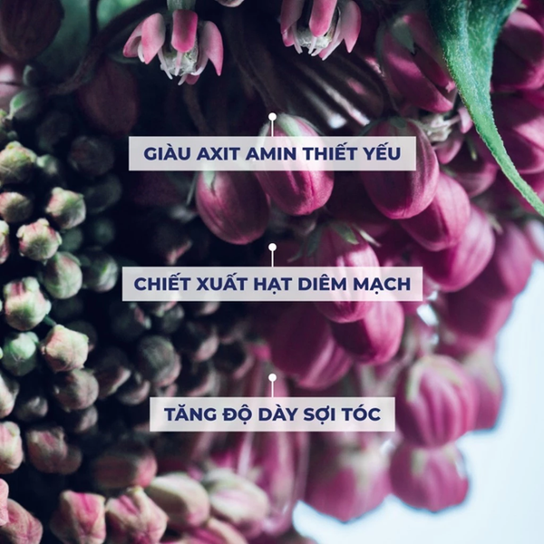  Dầu gội làm phồng tóc Yves Rocher Volume Plumping Shampoo Sulfate Free chai 300ml 