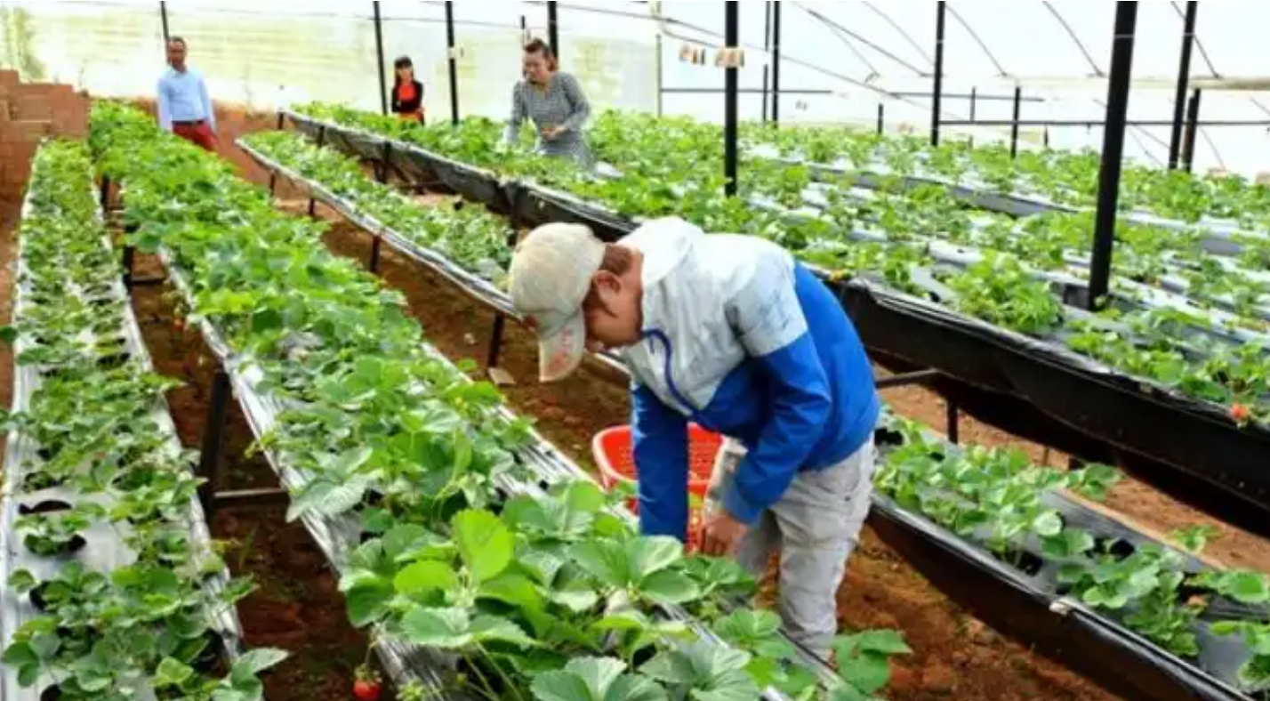  Thực tập sinh trồng trọt 