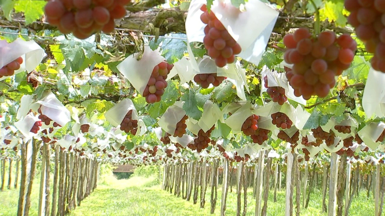  Nông nghiệp trồng nho 