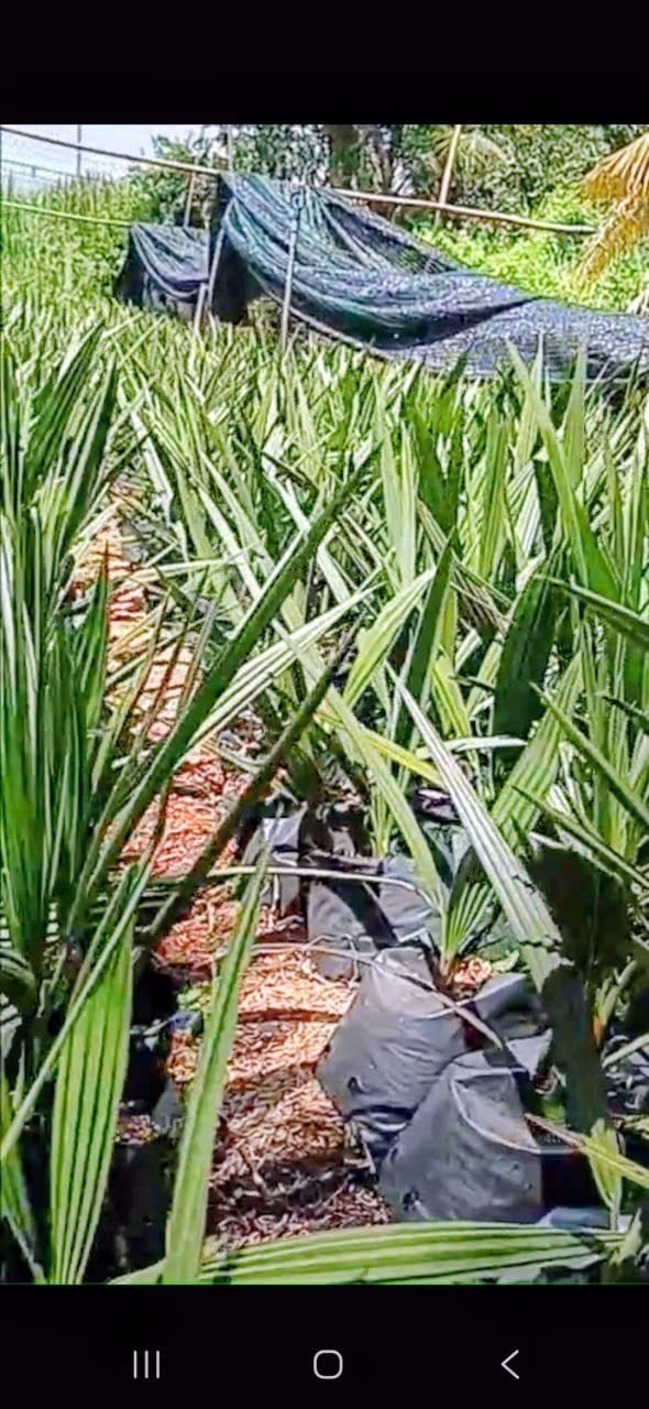  Cây giống Chà Là Barhee Vàng Israel (7-12 tháng tuổi) 