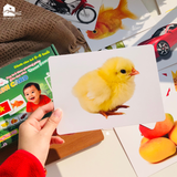  Bộ thẻ học thông minh Flashcard Glenndoman, đồ chơi giáo dục sớm Annambooks tặng video tráo thẻ tiếng Anh & tiếng Trung 