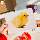  Bộ thẻ học thông minh Flashcard Glenndoman, đồ chơi giáo dục sớm Annambooks tặng video tráo thẻ tiếng Anh & tiếng Trung 