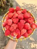 Dâu Tây Sấy Thăng Hoa