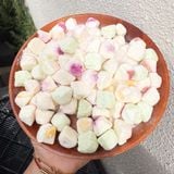 Sữa Chua Trái Cây Sấy Thăng Hoa | 100-120-250-300-500 | Đặc sản Đà Lạt