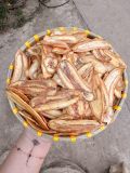 Chuối Sấy Mộc Không Đường [màu sáng]