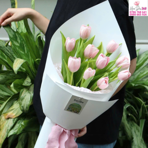Tulip Hồng Trang Nhã
