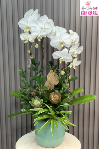 Chậu Lan Hồ Điệp Trắng Sang Trọng