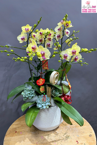 Chậu Lan Hồ Điệp Vàng Phú Quý