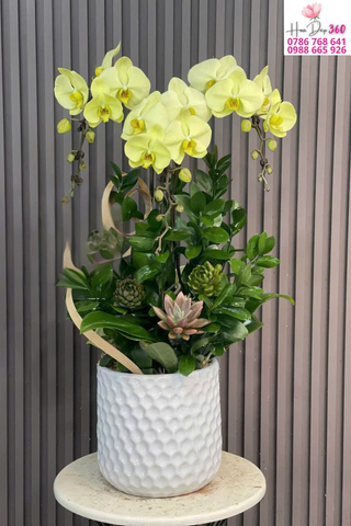 Chậu Lan Hồ Điệp Vàng Thanh Lịch