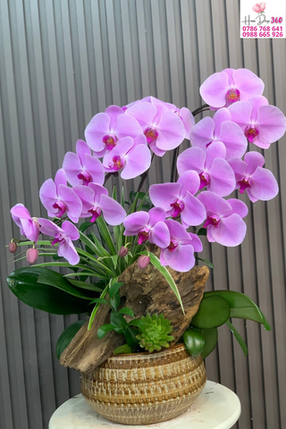 Chậu Lan Hồ Điệp Tím Nghệ Thuật
