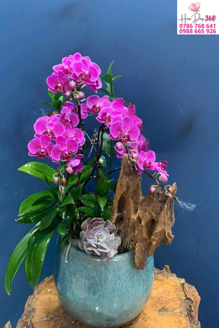 Chậu Lan Hồ Điệp Tím Mini Nghệ Thuật