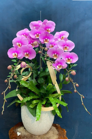 Chậu Lan Hồ Điệp Hồng Dáng Vòm Sang Trọng