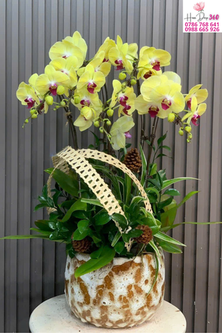 Chậu Lan Hồ Điệp Vàng Phú Quý Nghệ Thuật