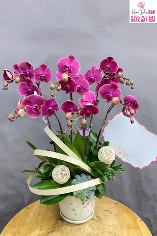 Chậu Lan Hồ Điệp Tím Hồng Thanh Lịch