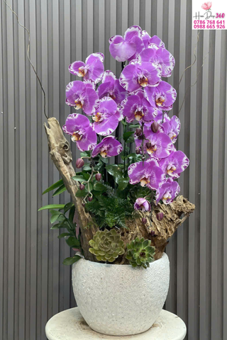 Chậu Lan Hồ Điệp Tím Viền Trắng Nghệ Thuật