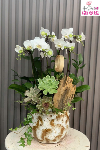 Chậu Lan Hồ Điệp Trắng Phối Tiểu Cảnh Nghệ Thuật