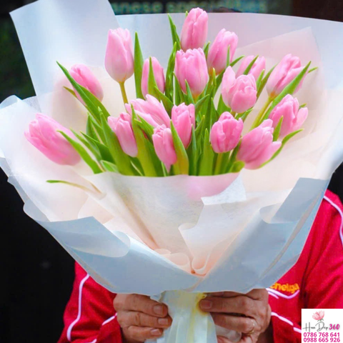 Tulip Hồng Dịu Dàng Pastel