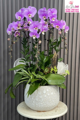 Chậu Lan Hồ Điệp Tím Lavender Sang Trọng