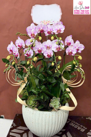 Chậu Lan Hồ Điệp Hồng Phấn Thanh Nhã